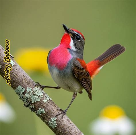 Afbeeldingsresultaten voor Concert Vision Sample