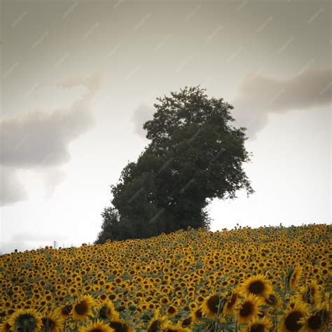 Image result for Field Photography