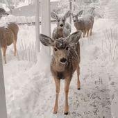 Princess Anna Winter Bride ପାଇଁ ପ୍ରତିଛବି ଫଳାଫଳ