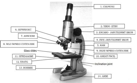 Image result for Labelled Compound Light Microscope