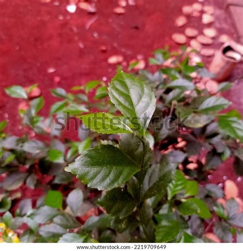 Toradh íomhá ar Tea Species