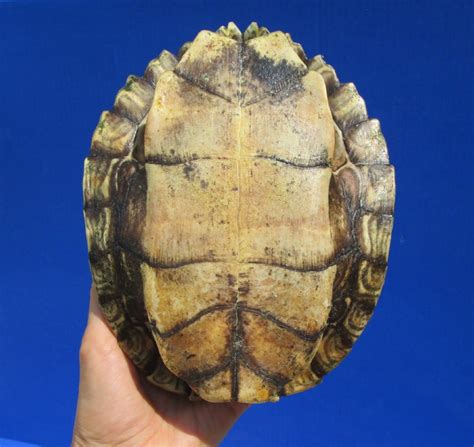 Map Turtle Shell に対する画像結果