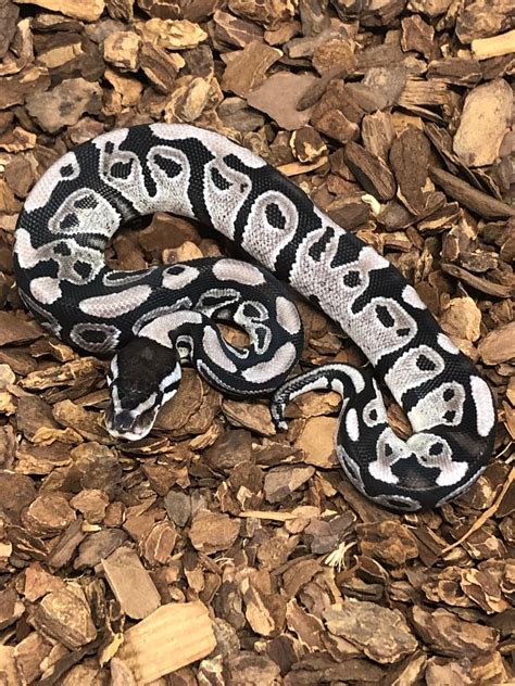 Afbeeldingsresultaten voor Axanthic Ultramel Ball Python