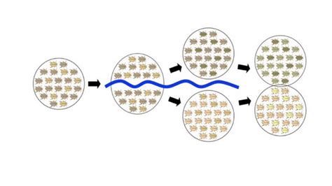 Evolution and Selection POGIL Answer Key に対する画像結果