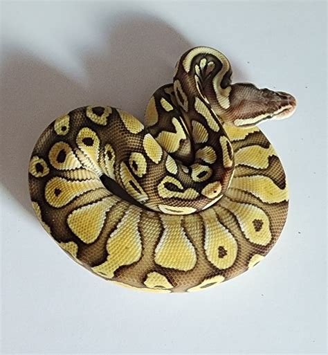 Image result for Ball Python Lesser Pastel Disco