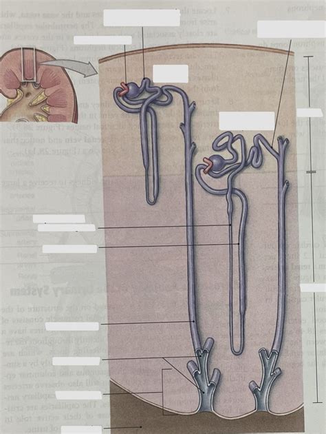 Toradh íomhá ar Microscopic Structural Pattern Diagram of Kidney