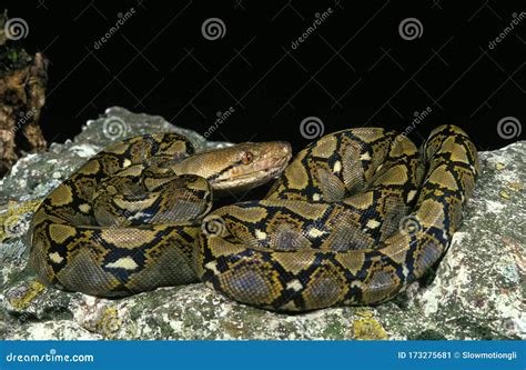 Image result for Reticle Python