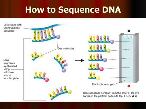 DNA Sequencing Steps に対する画像結果