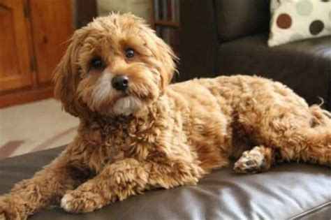 Cavapoo Puppies Breeders に対する画像結果