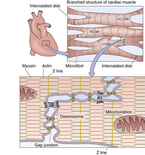 Image result for Cardiac Muscle Cell Structure
