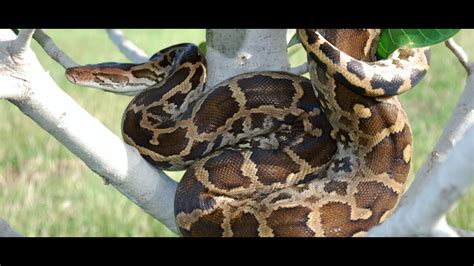 Image result for Indian Python Zoo