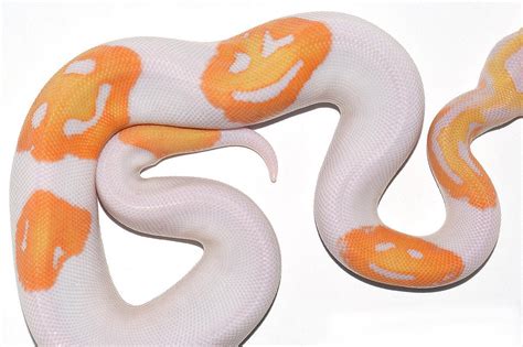 Python with Smiley Face Emoji に対する画像結果