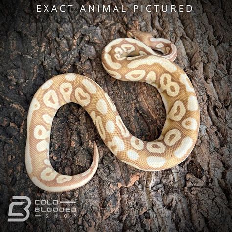 Afbeeldingsresultaten voor Snake Ball Python