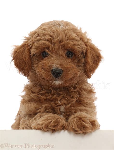 8 Week Old Cavapoo に対する画像結果
