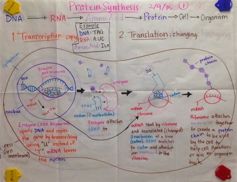Résultat d’images pour Protein Synthesis Coding Chart