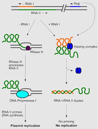 Reverse Transcriptase DNA Polymerase に対する画像結果