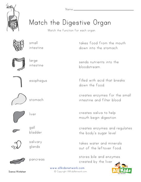 Image result for Digestive System Matching Activity Worksheet