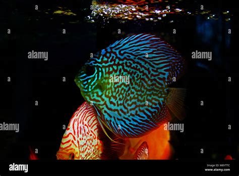 Freshwater Discus Fish に対する画像結果