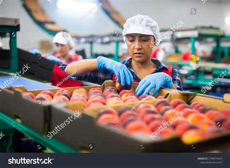 Image result for Processed Fruit