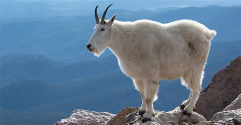 Image result for Do Mountain Goats Fall