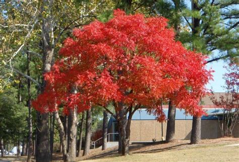 Image result for Trees with Small Root Systems