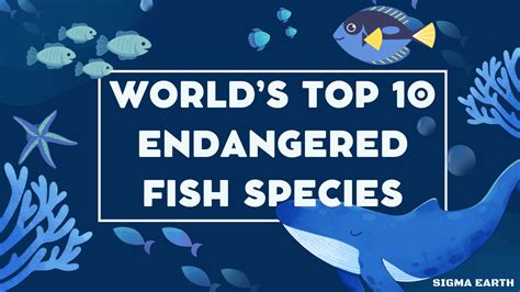 Image result for Fish in Danger of Extinction