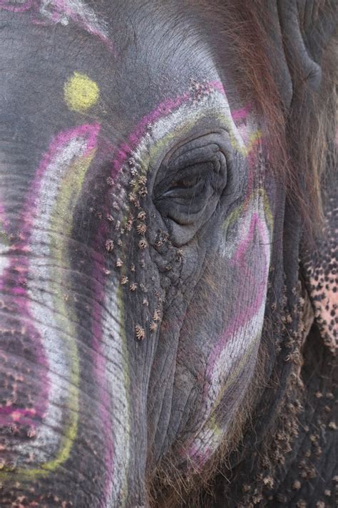 Image result for Elephant Face