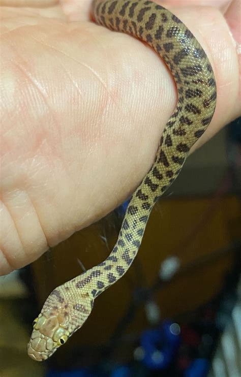 Image result for Stimson Python T+ Morphs