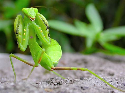 Bildergebnis für Mantis Praying Form