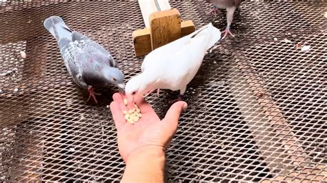 Afbeeldingsresultaten voor Cleaning the Pigeon Loft