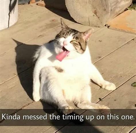 Image result for Cursed Cat Walking