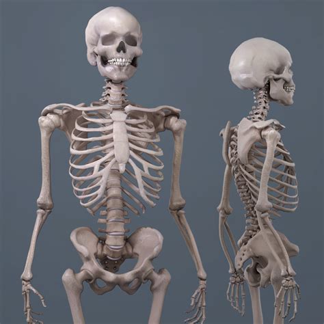 Toradh íomhá ar Human Skeleton Images 3D