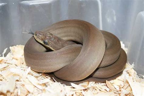 Image result for Olive Python Vemonous