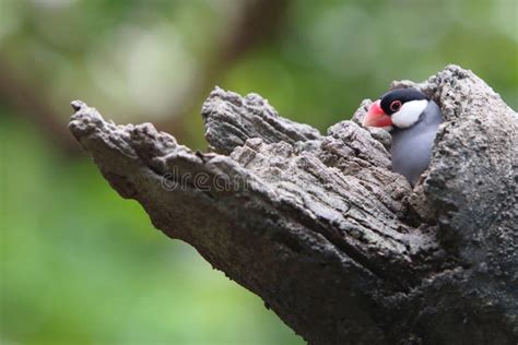 Image result for Java Sparrow Tree