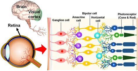 Image result for Visual Perception Intelligence