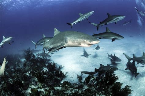 Image result for Different Types of Sharks