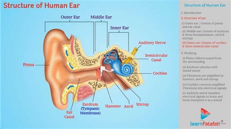 Toradh íomhá ar Life Sciences Grade 12 the Human Ear