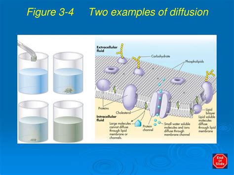 Image result for Diffusion Example