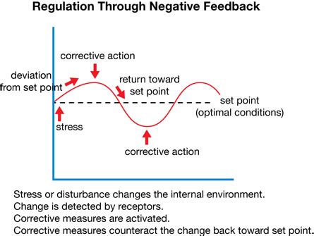 Image result for Negative Feedback Graph