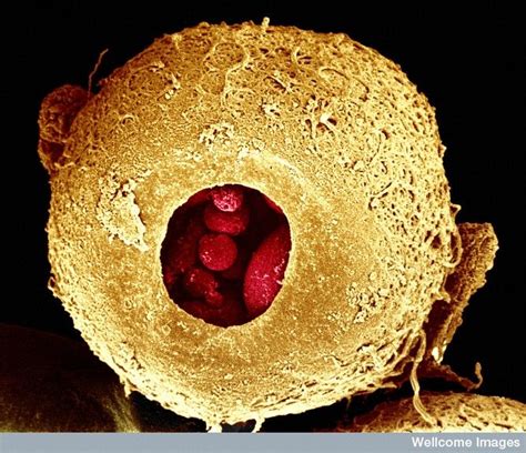 Image result for Human Embryo Electron Microscope