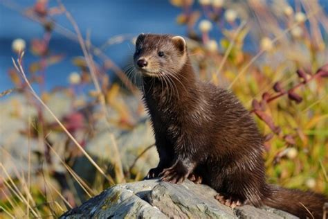 Image result for Mink Divan Bed