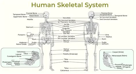 Image result for Skeletal System Shoulder