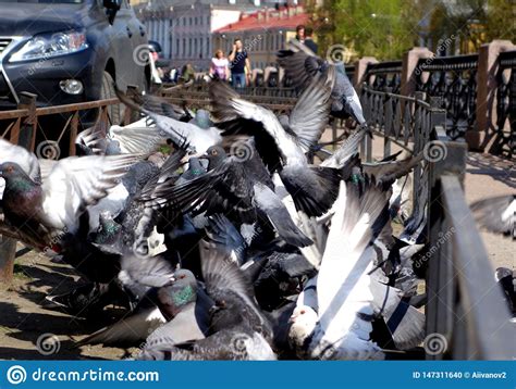 Exploding Pigeons に対する画像結果