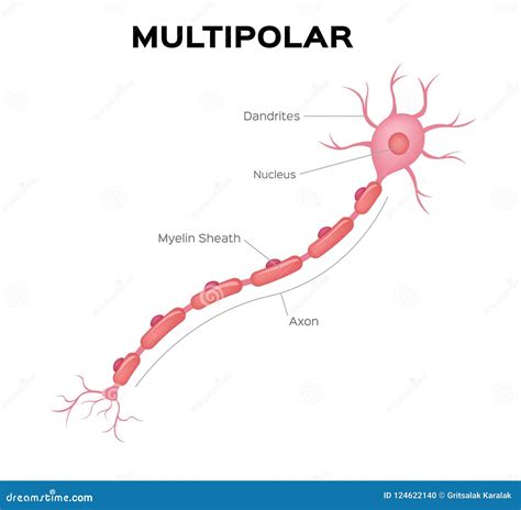 A Multipolar Neuron에 대한 이미지 결과