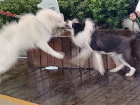 Afbeeldingsresultaten voor Codeforces Colors