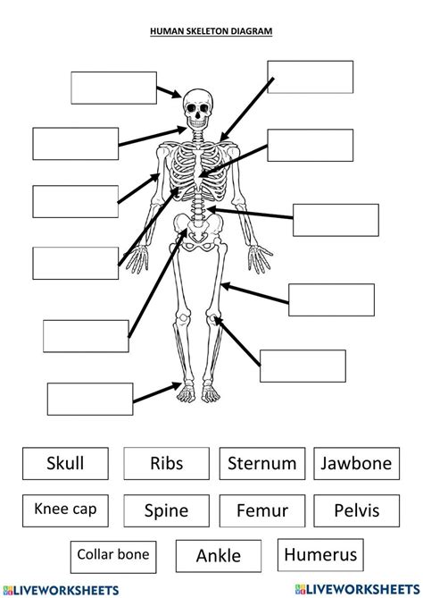 Image result for Binocs Skeletal System Grade 5