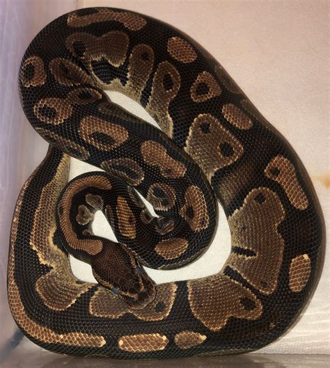 Afbeeldingsresultaten voor Het Ghost Ball Python