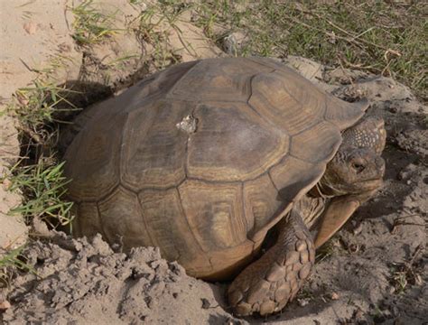 Afbeeldingsresultaten voor Shell Rot One Healthy Shell Selcutta