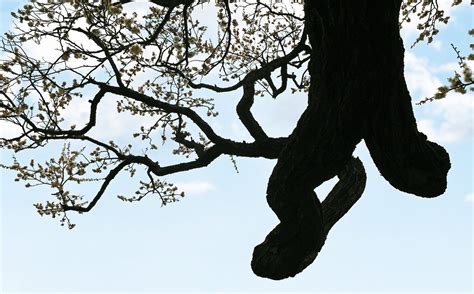 Plum Flower Disection に対する画像結果