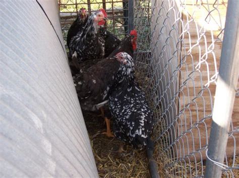 Java Chicken Hatching Eggs に対する画像結果